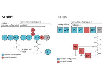Schematic picture of the modularity of NRPS and PKS enzymatic complexes