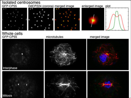 Immunofluorescence stainings of isolated centrosomes and whole cells in interphase and mitosis showing localization of the centrosomal protein CP55 and microtubules