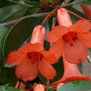 Rhododendron lochiae x brookeanum var gracile