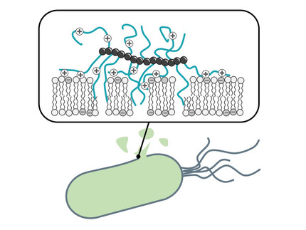 Destruction of the outer membrane of a microorganism by a polymer