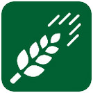 NiB Scout Logo