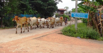 Cows in Thailand