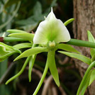 Elfenbein-Orchidee - Angraecum eburneum