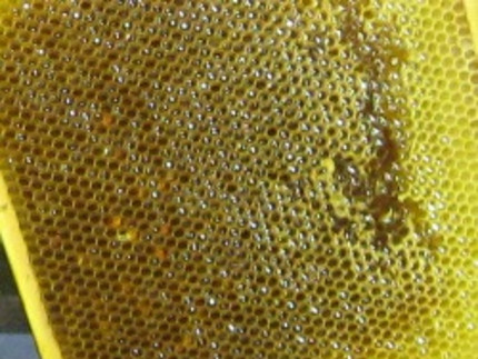 Eine Honigwabe