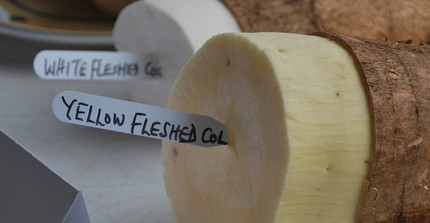 Yellow fleshed cassava