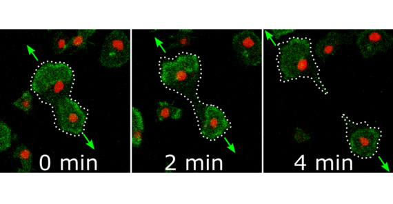 Video microscopy of a cell division by protein waves in a 0.05x0.06 millimetre image section. The protein waves are stained green, the cell nuclei red. The waves move in the direction of the arrows, thereby dividing the cell into two daughter cells.