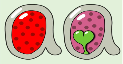 Arabidopsis ovules with autonomous endosperm versus sexual endosperm development