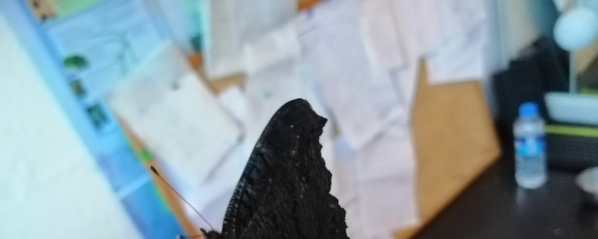 Ein schwarzer schöner SChmetterlin sitzt auf einem Finger. Unscharf im Hintergrund eine vollge Pinnwand