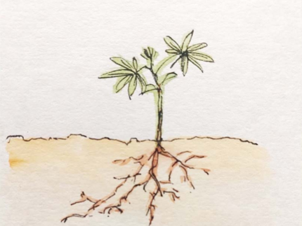 Drawing of a plant with roots and groundwater level below | Picture: Lena Scheiffele