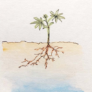 Drawing of a plant with roots and groundwater level below | Picture: Lena Scheiffele