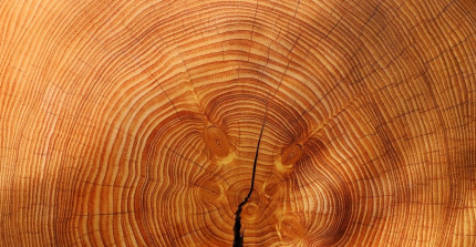 Tree rings (source: https://pixabay.com/photos/annual-rings-tree-wood-texture-3212803/)