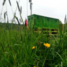 Foto: frog's perspective on a green painted CRNS sensor on a meadow | Foto: Cosmic Sense consortium