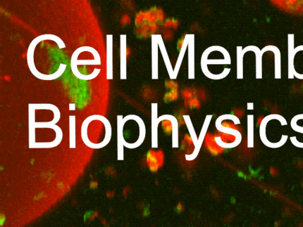 Group logo (giant unilamellar vesicles imaged by fluorescence microscopy)