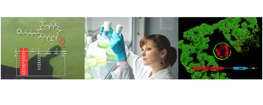 Three merged pictures showing a freshwater bloom, a female researcher holding two culture flasks with cyanobacteria in them and a micrograph of a fluorescent cyanobacteria culture sample