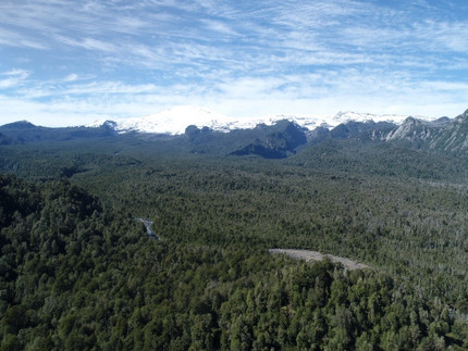 Temperate rainforest in Chile (Photo by Benja Sotomayor)