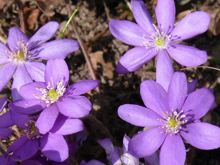 Das Leberblümchen - Hepatica nobilis