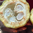 Das Innere einer frisch geernteten Kakaofrucht
