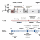 HCV Genome Organization and functional maps of the core and NS5A protein.