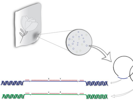 schematische Darstellung, wie das Prinzip der genetischen Markierung und Analyse der eingesetzten DNA-Sepuenzen veranschaulicht