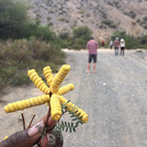 Ungewöhnliche gelbe Pflanze in der argentinischen Landschaft