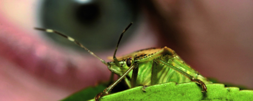 Bild eines Insekts
