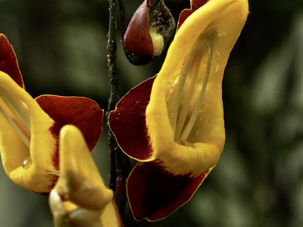 herabhängende Blütenrispe mit Gelbbraunen Blüten