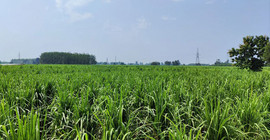 Weitläufige Zuckerrohrfelder auf dem Weg von Delhi nach Roorkee.