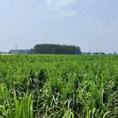 Weitläufige Zuckerrohrfelder auf dem Weg von Delhi nach Roorkee.