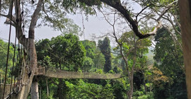 Kakum National Park: Part of the suspension bridges in Kakum National Park