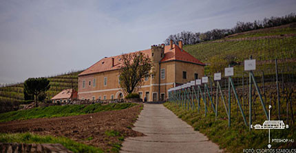 Weingut Uni Pécs