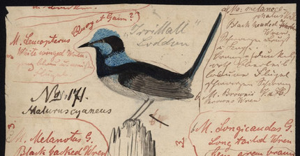 Drawing of a superb Australian fairywren bird by William Blandowski (1850).