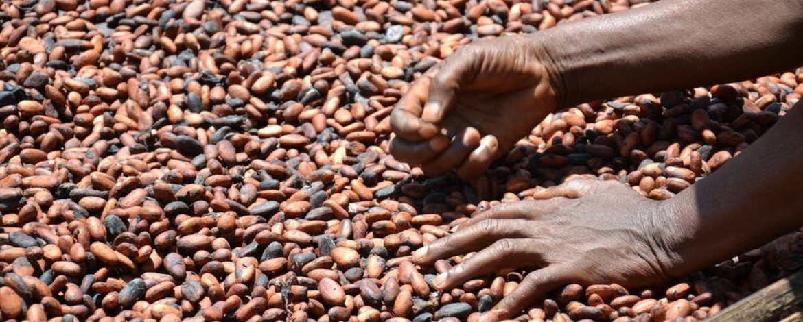 Kakaobohnen bei der Trocknung