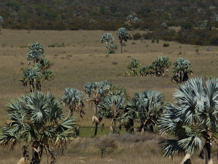 Landscape in Madagascar with several blue-grey palm trees