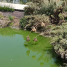 Sewage ponds at Klein Aub, Namibia