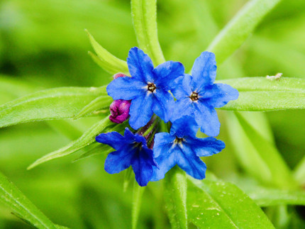 leuchtend blaue kleine Blüten mit 5 Kronblättern