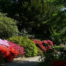 Blick auf den Rhododendronhang