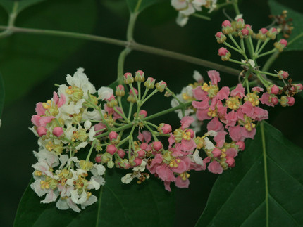 Pink flowers of Banisteriopsis caapi.