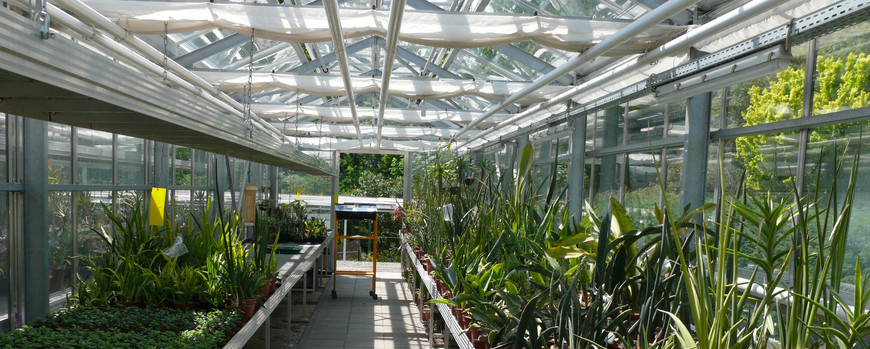 Blick in die Sammlung des Botanischen Gartens.