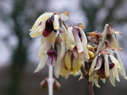 Chinesische Winterblüte - Chimonanthes praecox
