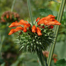 Blütenstand vom Kleinblättrigen Löwenohr - Leonotis nepetifolia