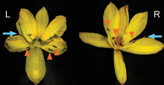 Left- and right-styled flowers of Wachendorfia paniculata. The blue arrows indicate the styles, the orange arrowheads the anthers. Two of the three anthers are bent to the other side than the style. | Credit: Michael Lenhard