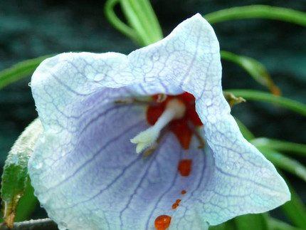 Mauritius-Glockenblume - Nescodon mauritianus