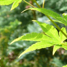 Fächer-Ahorn - Acer palmatum
