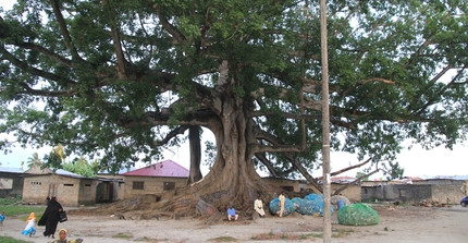 The big kapok tree in the botanical garden of Zanzibar