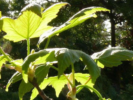 Berg-Ahorn - Acer pseudoplatanus