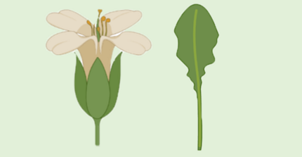 Arabidopsis flower and leaf