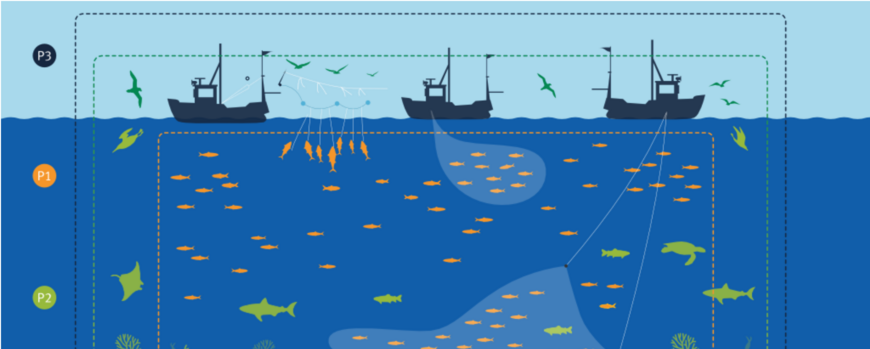 Abb. 8: Die Abbildung zeigt die drei Prinzipien, die Fischereien erfüllen müssen, um vom MSC zertifiziert zu werden.