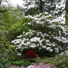 Rhododendron decorum 