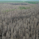 Luftbild verbrannter Wald
