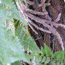 Griffiths Hasenpfotenfarn - Davallia griffithiana